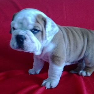 Meet your Posher, Hussein